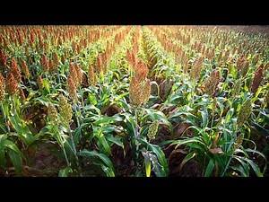 Complete Sorghum Farming Guide| Smart Agri Hub