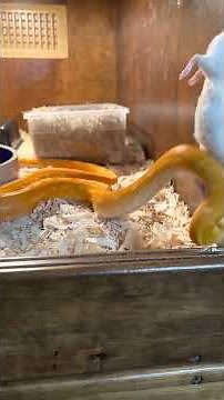 Purple OGS reticulated python