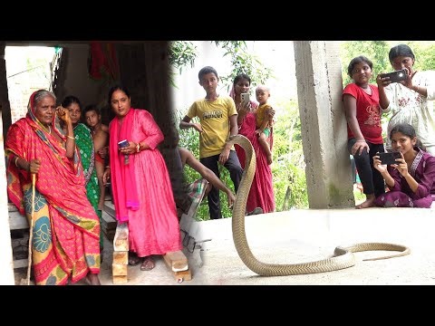बच्चा जहाँ खेल रहे थे उसके नीचे नाग साँप चुपा था || SPECTACLED COBRA RESCUE ||