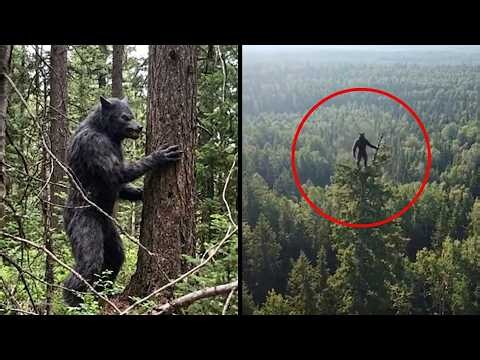 These Dogman Videos Left Cryptid Experts With No Explanation