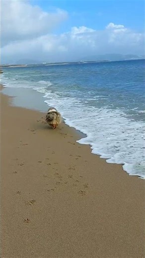 Jessy Running Free | Cinematic Beach Slow Motion 🌊 #sheltie #dog #jessy #beach #seaside #running