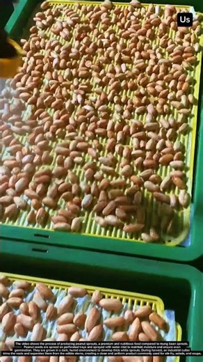 Peanut Sprout Production
