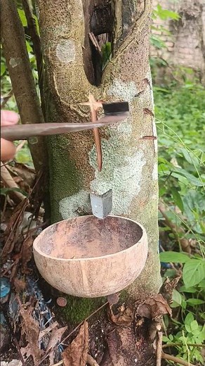 We tap the sap from the tree. #satisfying