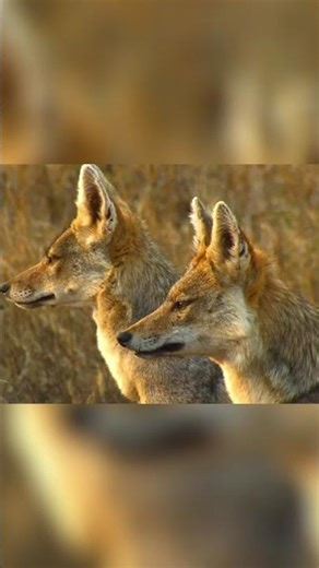 Jackal: Deadly Duo, Family Life, and Prowess of the Hunt! #shorts