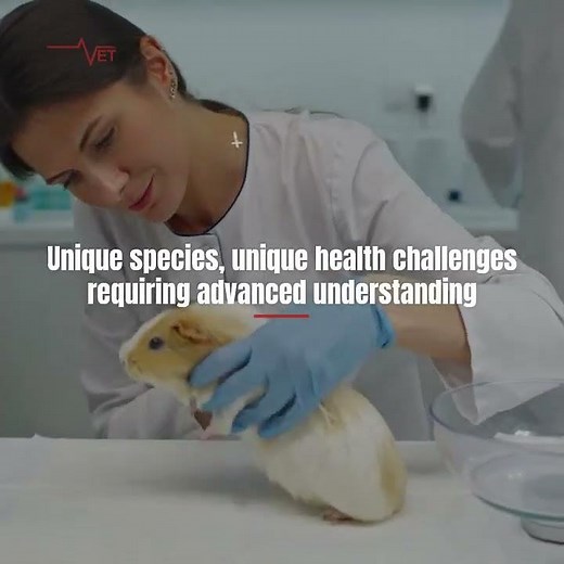 Expert Care for Exotic Pets