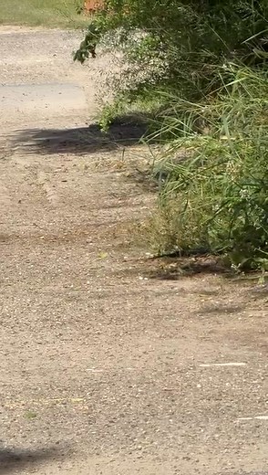 45K views · 360 reactions | Why did the Indigo Snake cross the road? For your viewing pleasure of course! Courtesy Supt. Javier de Leon | Estero Llano Grande State Park | Facebook