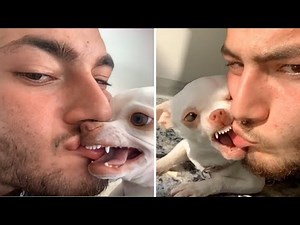 The most angry chihuahua compilation #1। Fanny chihuahua TV