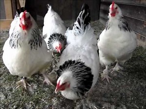 Sundheimer Hühner beim Fressen