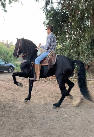 Estimado 🤌🏽 🤩#paratiii#foryoupage#caballosbailadores#caballosfinos#1of1