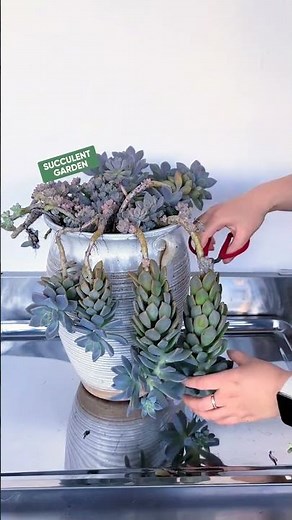 Propagating Leggy Succulents: Pruning and Replanting Guide