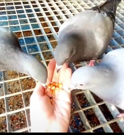 Alimentación de las Palomas: ¿Qué Comen y Cómo Cuidarlas?