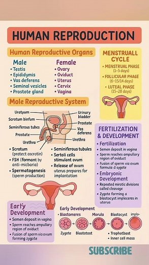 Human Reproductive System | Male & Female Organs Explained #notes #diagram #biology #shorts