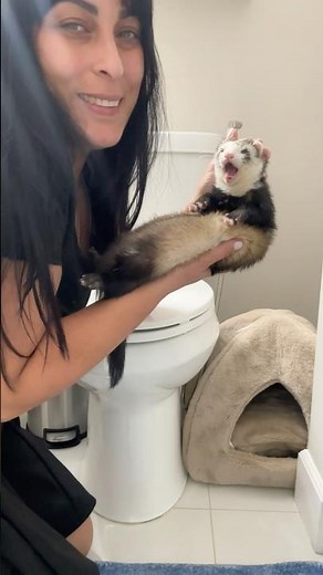 How to train your ferret to poop in one place in the house #ferret #pets #petslovers