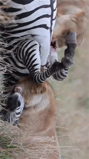 AFRICAN PASSION ADVENTURES on Instagram: "Treat your family to the ultimate Tanzania safari and beach escape! This adventure takes you through four of northern Tanzania’s top national parks,Tarangire, Lake Manyara, Serengeti , and Ngorongoro Crater—offering some of the best wildlife experiences in Africa. After the thrill of safari, unwind with four nights in Zanzibar, surrounded by white sands and the calming sea breeze. The package is fully inclusive, covering everything from start to finish. 