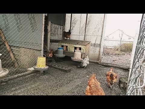 Free Range Chickens on the Grass | 1 Hour Farm Video