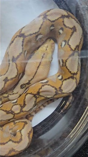 Stunning Mocha Het Snow Super Dwarf Retic! 😁 ​¡Impresionante!