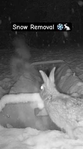 Bunny Snow Removal #wildlife #nature #rabbit #bunny #snow #winter #night #wildlifetrough
