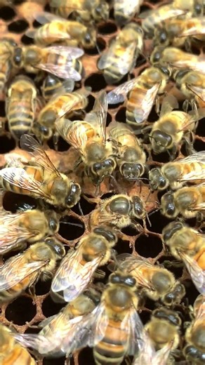 Queen Bee Laying Eggs 👑🐝 | Growing the Hive