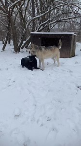 8.3K views · 487 reactions | Shawnee and Kuzco enjoyed their snow day! Winter is their favorite season. #wolves #wolfpack #wolfdogs #winterfun #snowday #wolfrescue #wolfdogrescue #wolfsanctuary #wolfdogsanctuary #wolfsanctuarypa #wolvesofspeedwell | Wolf Sanctuary of PA | Facebook