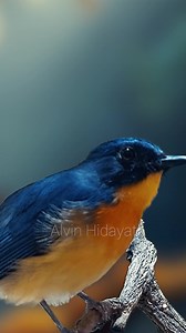 572K views · 10K reactions | Beautiful bird song at garden #birdofistagram #birds #birdsong #birdwatching #birdlovers #burung #funnybirds #birdphotography #birdsinging #naturephotography #naturelovers #naturesounds | Alvin Hidayat Sasnata | Facebook