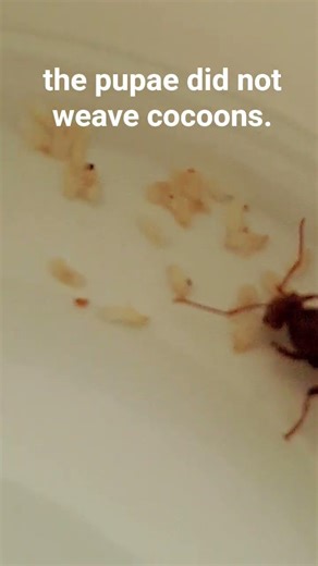 #ecology #biology #ant #antkeeper #antkeeping #ants