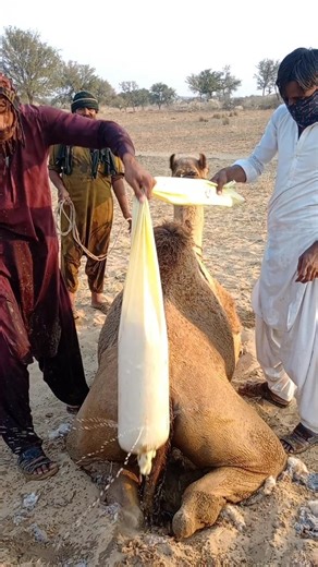 صِراعُ العَطَشِ في الصَّحراءِ وَقِرْبَةُ الماءِ فوقَ الجَمَل