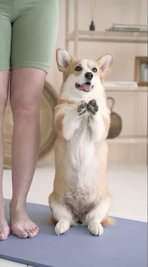 Corgi Fun Time – Standing, Waving, and Winning Hearts 🐶💛