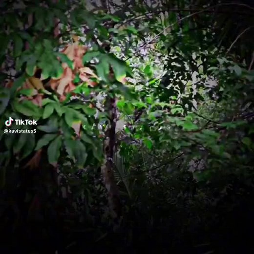 Bemiya (@bemiya5)’s videos with original sound - Bemiya