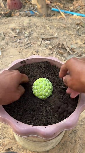 Innovative Techniques for Growing Low Fruit with Gava