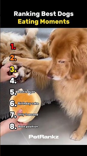 Ranking Best Dogs Eating Moments 😭🤭