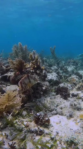 Exploring Biscayne National Park's Barrier Reef