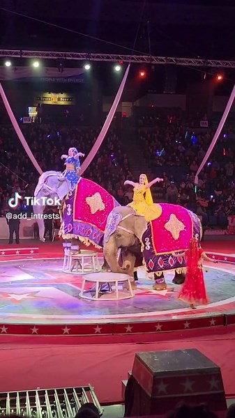 Majestic Elephants in Circus Performances | Animal Lover's Paradise