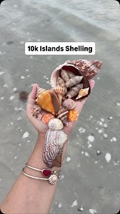 Found a live lettered olive! Love all these Fall-colored seashells🍂🤎🐚 Use code letsgoshelling for $5 off a shelling tour with @everwaterchartersandtours! Bracelets & dolphin tail ring are from @oceansoulohana - get 20% off your first order with code LGS20 🩵 Starfish ring is from Amazon & linked in my bio🫶 #floridaseashells #shelling #swfl #10kislands #shellingtour #letsgoshelling | Let's Go Shelling