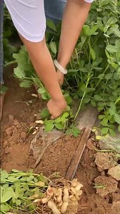 How to dig fresh peanuts from the field and increase the yield of new variety peanuts #peanuts