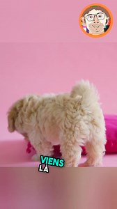 DANS LA SERIE " C'EST PAS FORCEMENT LES MEILLEURES QUI MARCHENT LE MIEUX"... | Didier Super