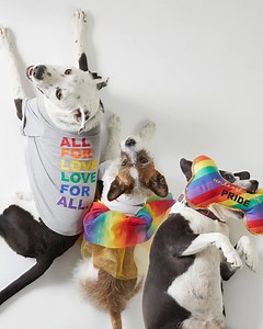 15K views · 565 reactions | Love is always the answer so, go ahead, unleash your pride! ❤️李 #PetcoPride | Petco | Facebook