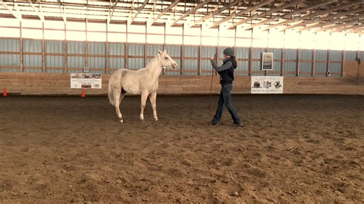 Awhile ago, we talked about how liberty training is for all horses. It doesn't matter if you have a 17HH draft whose always half asleep or an Arabian with more energy than 10 golden retrievers combined. This style of communication work with all breeds and is a foundational way to improve trust, confidence, softness, and responsiveness. Today, I want to apply that same mindset to horses of all ages. It doesn't matter if you're in the halter breaking phases with a young colt or the retirement stag