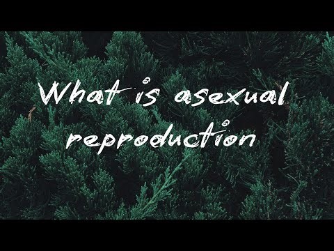 What is Asexual Reproduction