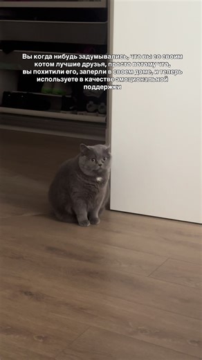 #котики #cat #питомцы | cats