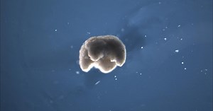 Artificial lifeforms designed by supercomputers are fully programmable