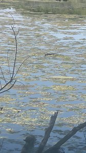 26K views · 317 reactions | One more from the gator-spotting venture: always fascinated by these creatures and love viewing them (from a distance) #huntingtonbeachstatepark #vacation #SouthCarolina | Myrtle Beach Grand Strand Life | Facebook