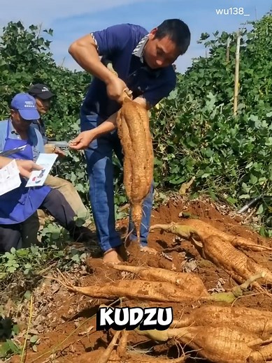 Kudzu: Transforming Invasive Plant into Edible Food