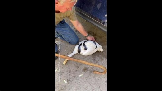 Snake strangles Duck