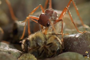 321K views · 9.2K reactions | Myrmecia Ant - हिन्दी डॉक्यूमेंट्री, Australia #insects #attack #wildlifetelecast | Wildlife Telecast | Facebook