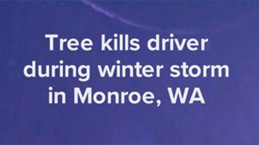 Driver killed after tree falls on car in Monroe