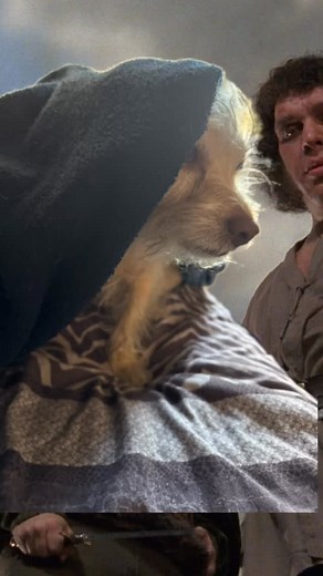 The princess bride is hands down one of the best movies ever made. #theprincessbride #funny #dogvideos #doglife #doglovers #doglover #mysimba | Mike Salcido | Facebook