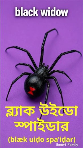 8 Dangerous Spider Names in Bengali 🕷️ ভয়ংকর মাকড়সা