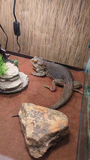 Happy 7th Birthday to Spike, the Bethlehem Area Public Library 's bearded dragon. 🥳🦎🎉📚 #beardeddragon #bethlehempa #publiclibrary | Lehigh Valley with Love