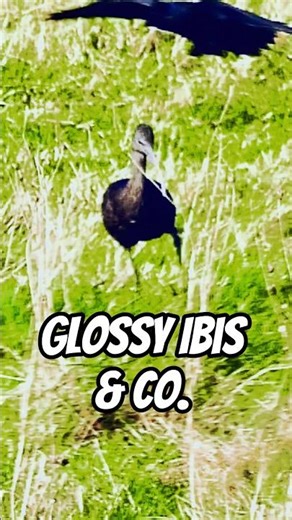 Glossy Ibis & Co. #shorts #nature #birds