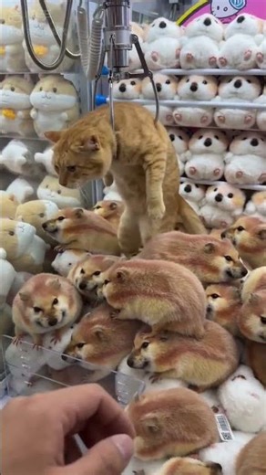 coco Toys#trendingshorts #clawmachine #subscribe